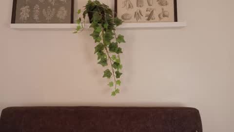  Memphis Williams  online show from 02.15.26