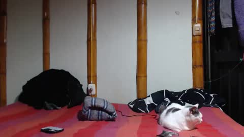 Snapshot of miahells chatting on 03.07.26 Mia Sam online show from 03.07.26