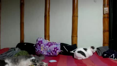 Snapshot of miahells chatting on 03.22.26 Mia Sam online show from 03.22.26