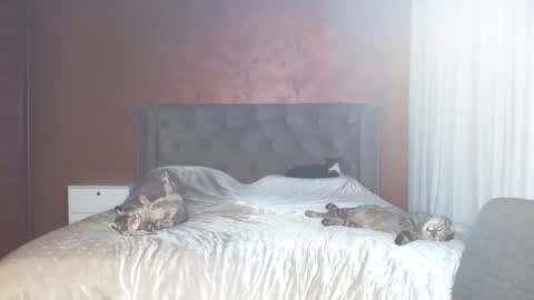 Misha online show from 01.31.26