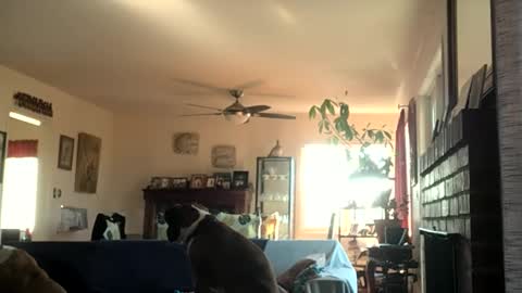 Monkee Dance online show from 12.02.24