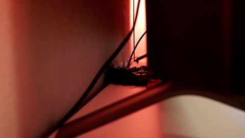 Snapshot of mrstenderbeast chatting on 03.01.25 YOUR OWNER online show from 03.01.25