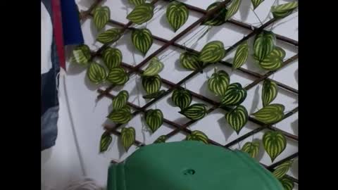 my negrito online show from 03.16.26