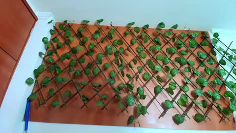 Kitten online show from 04.08.26