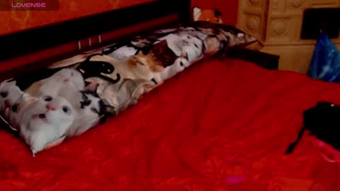 housewife Eva online show from 01.30.25