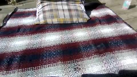 neosohorny online show from 04.26.26