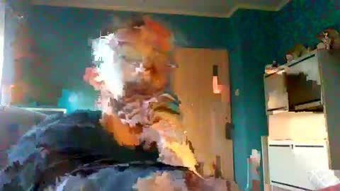 Mark online show from 02.08.25