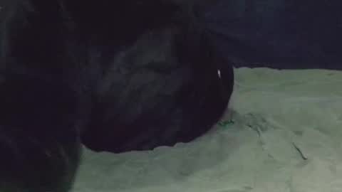 Snapshot of nightqueen69 chatting on 03.08.25 Watch us Fuck online show from 03.08.25