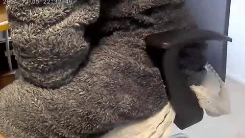 Snapshot of nineinchhard chatting on 12.04.24 nineinchhard online show from 12.04.24