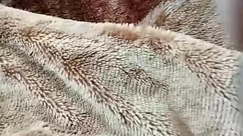 sim  nib online show from 02.02.26