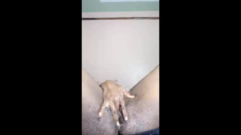 paulveshmah online show from 03.23.26