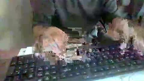 pup_y online show from 09.17.25