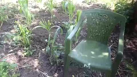 Snapshot of purebae chatting on 11.12.25 purebae online show from 11.12.25