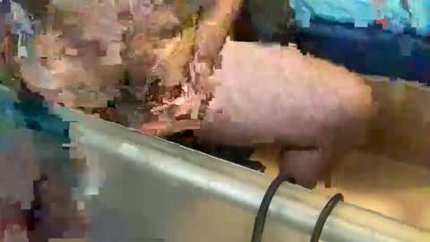 pussy_muncher_691 online show from 10.08.25