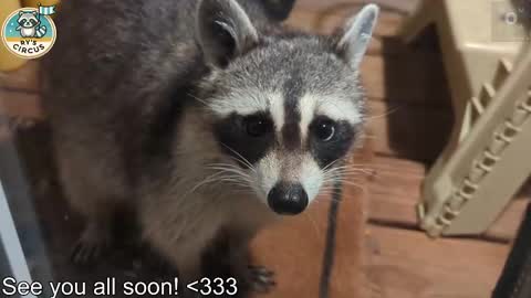 Ryan aka KeylimeRy online show from 03.11.26