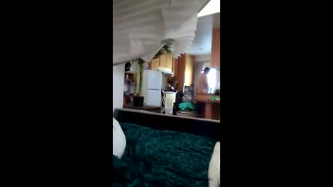 salis1981 online show from 03.12.26