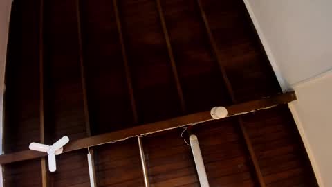 Alejandra  online show from 10.24.25