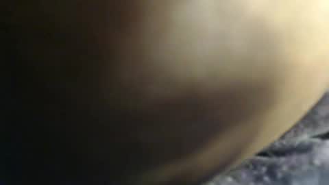 pety online show from 02.03.26