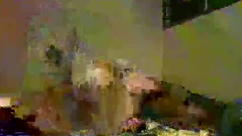 savagetonguee online show from 12.05.25