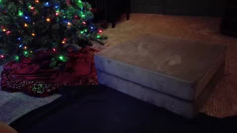 Snapshot of scout_has_fun chatting on 12.10.24 Scout has fun online show from 12.10.24