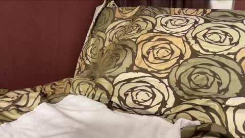 Hennriette    and Sebastian     online show from 12.29.24