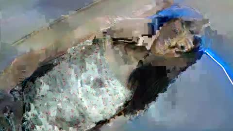 bini aiah online show from 03.08.25