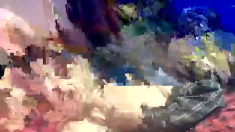 Shamroc online show from 03.22.26