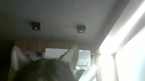 skinnykittencam online show from 02.01.26