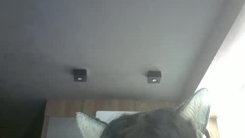 Snapshot of skinnykittencam chatting on 05.12.26 skinnykittencam online show from 05.12.26