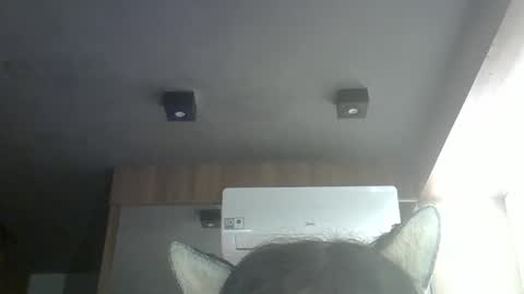 Snapshot of skinnykittencam chatting on 05.16.26 skinnykittencam online show from 05.16.26