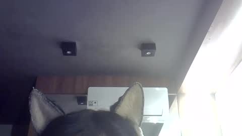 Snapshot of skinnykittencam chatting on 05.29.26 skinnykittencam online show from 05.29.26