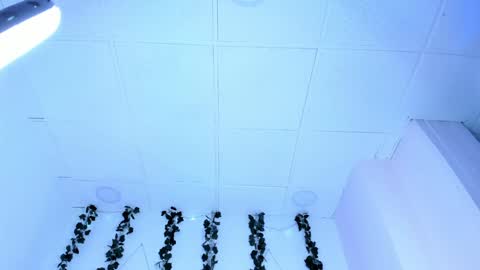 Snapshot of sophiehill_gh chatting on 01.31.25 SOPH online show from 01.31.25