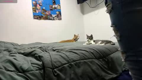 Snapshot of spartan_knight16 chatting on 09.13.25 spartan_knight16 online show from 09.13.25