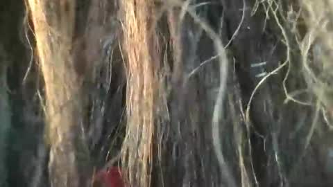 starjewelsxo12 online show from 03.06.26