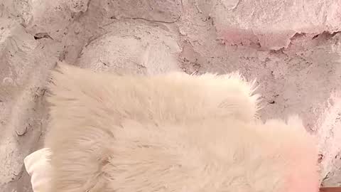 S T E L L A online show from 02.01.26