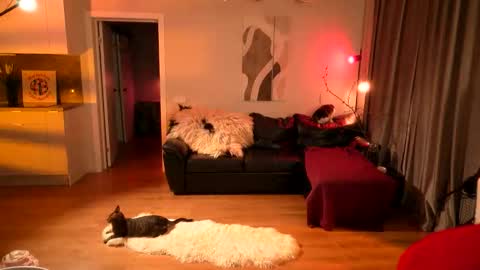 Lika ginger  Jessy blond   online show from 04.16.26