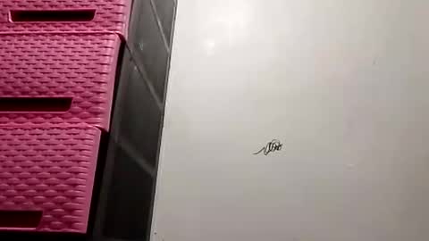 suzzie_hot online show from 11.16.25