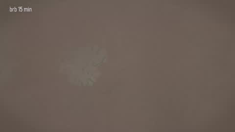 TAANNI online show from 03.20.26