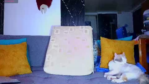 the dog lian online show from 06.28.26
