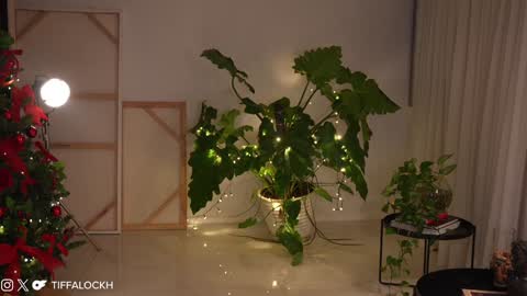 Tifa online show from 12.14.24