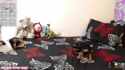 Snapshot of tina_n_charlie chatting on 10.21.25 Tina N Charlie online show from 10.21.25