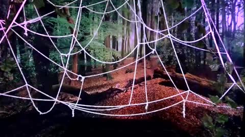 Jessie online show from 10.28.25