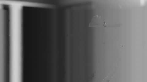 steve online show from 12.04.25