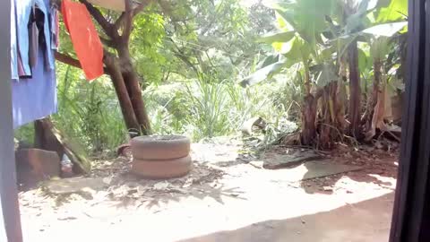 venus ... zeus sheer  online show from 02.26.25