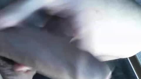   online show from 03.08.25