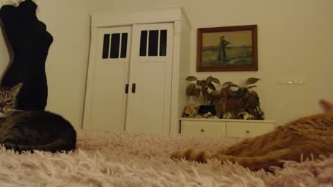 Visceratio online show from 02.10.25