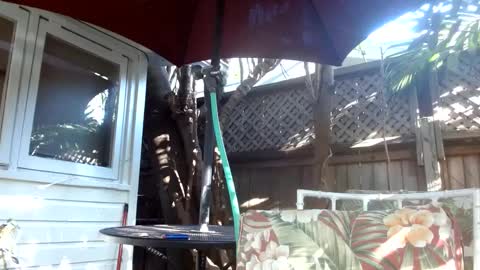 vtcd online show from 02.06.25