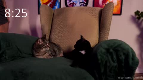 waynenorth online show from 02.22.26