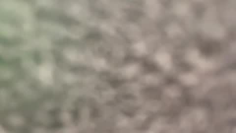 Eva online show from 04.04.26