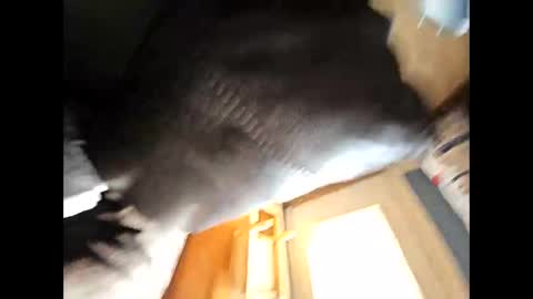 wildman2900 online show from 02.04.25